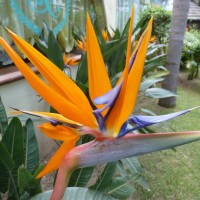 Park Hotel La Villa Resort garden