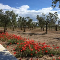 Relais Masseria Le Cesine