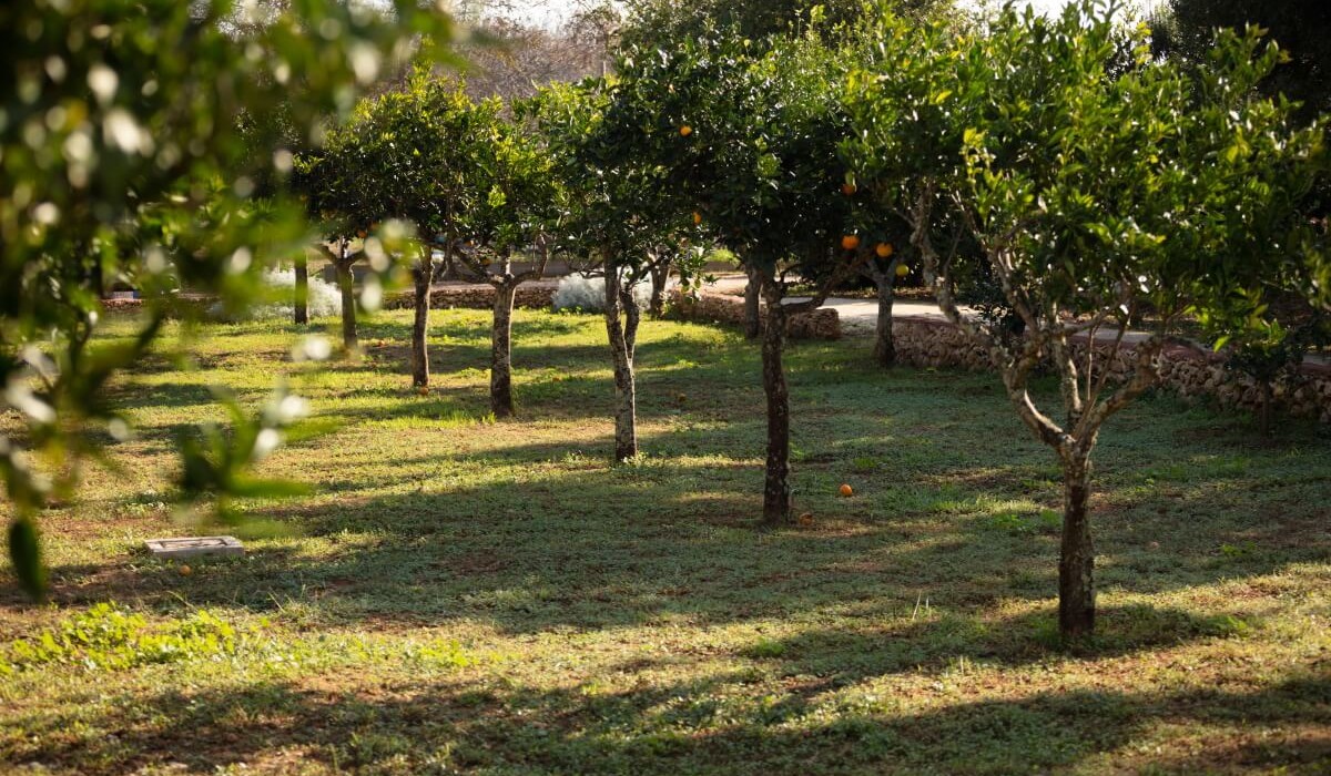 Masseria Mongiò dell'Elefante - Immagine 7