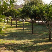 Masseria Mongiò dell'Elefante