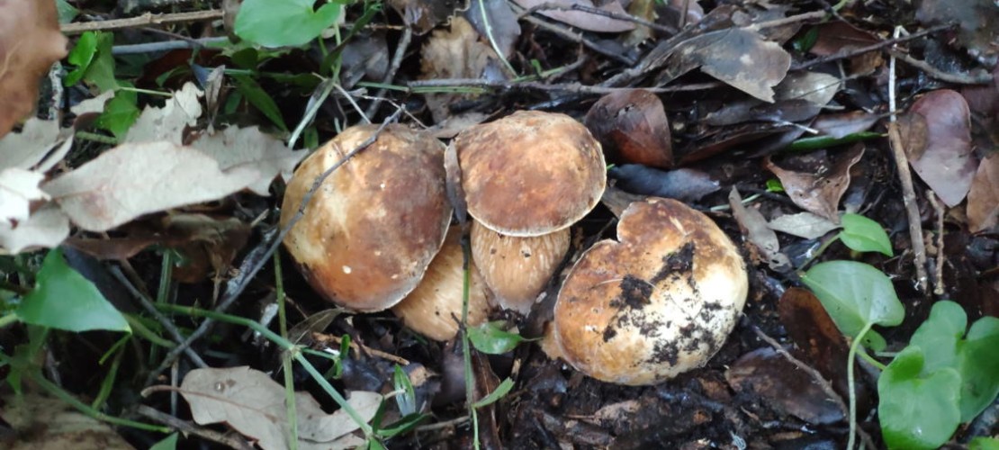 October the month of mushrooms in Ischia