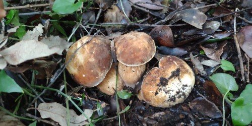 October in Ischia: the month of porcini mushrooms