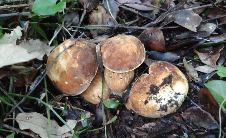 Ischia October the month of mushrooms