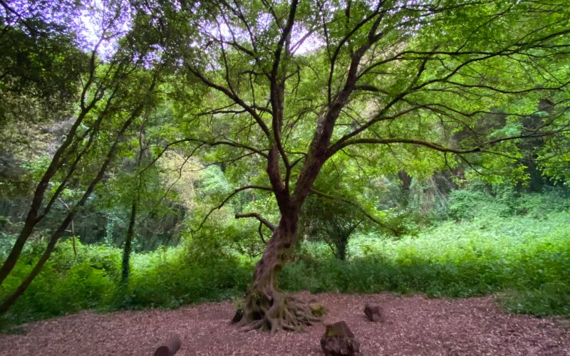 Fairy Tree Ischia