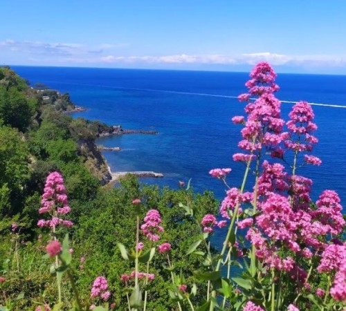 June flowers in Ischia