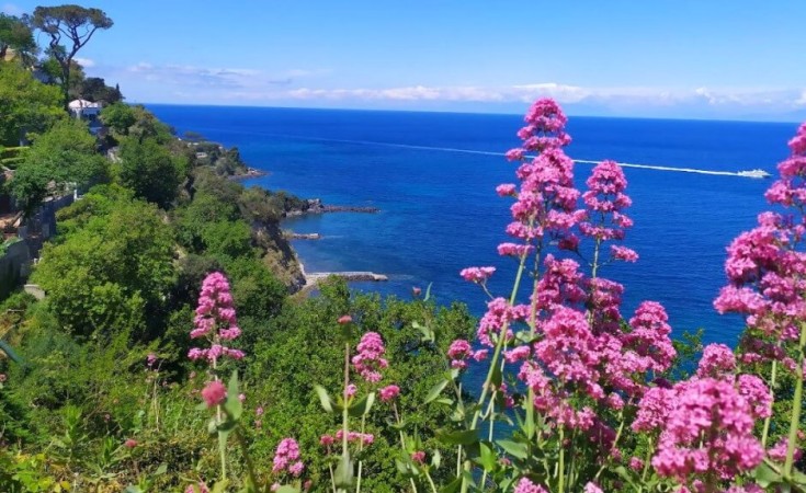 June flowers in Ischia