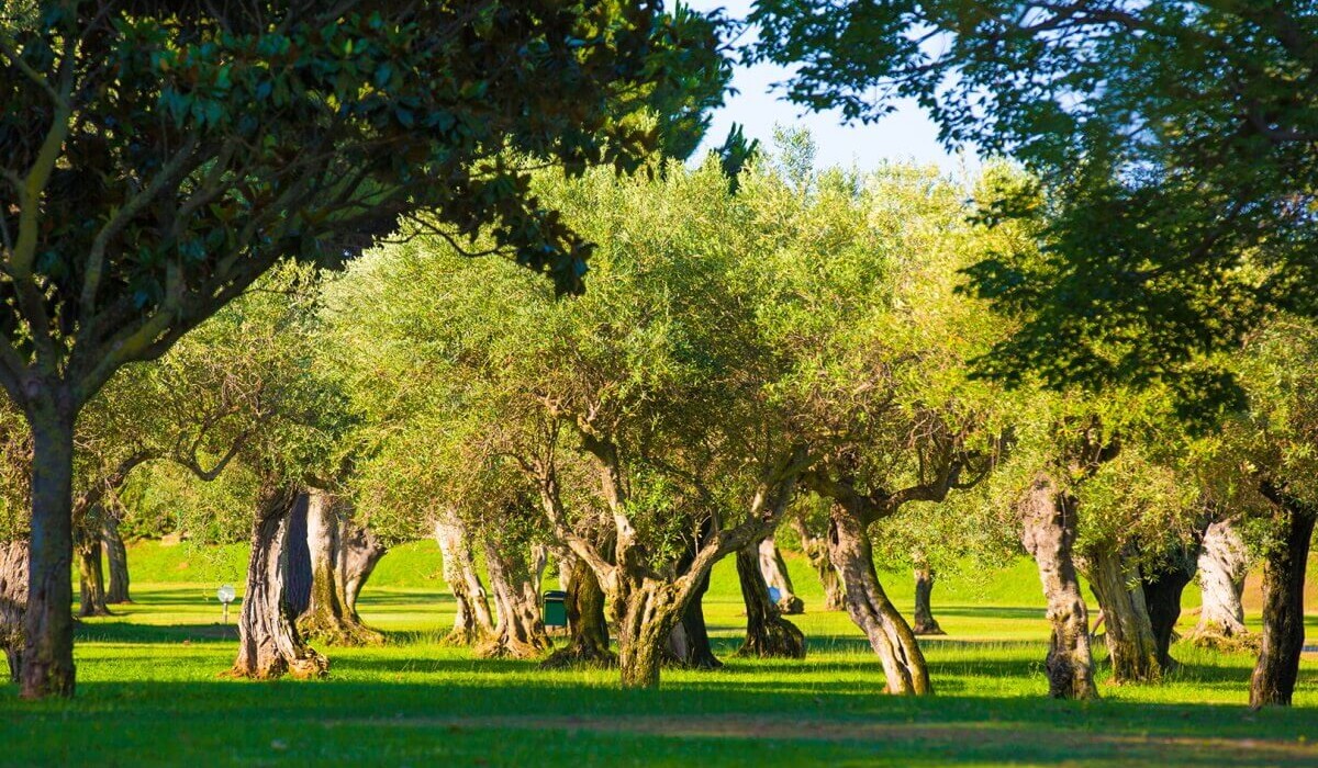 MClub Lipari - Green area with centuries-old olive trees