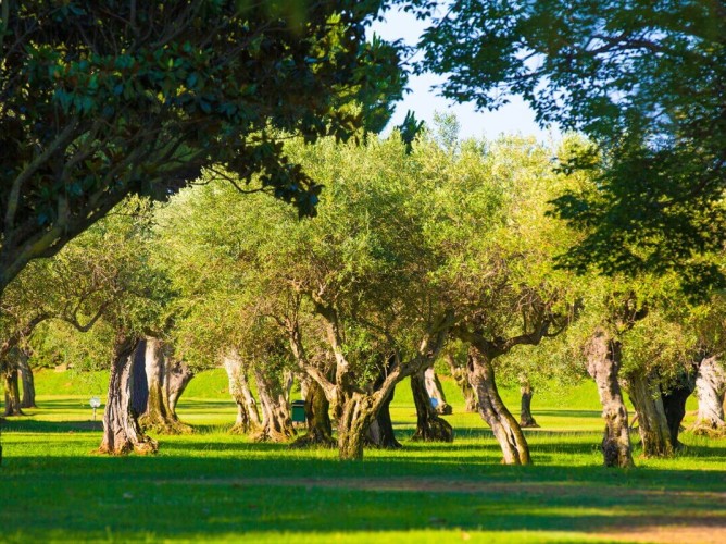MClub Lipari - Green area with centuries-old olive trees