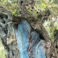 Detail of one of the 400 centenary olive trees present in the Residence