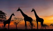 Kenya