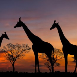 Kenya