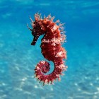 Kargicak Bay, in the Aegean Sea, Turkey, where it's easy to spot hippocampus quattulatus, also known as the seahorse, among the beautiful marine life of its stunning waters.