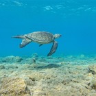 One of the most fascinating aspects of Oren is that its beaches are nesting sites for Caretta caretta sea turtles, a protected marine species.