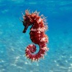 Kargicak Bay, in the Aegean Sea, Turkey, where it's easy to spot hippocampus quattulatus, also known as the seahorse, among the beautiful marine life of its stunning waters.