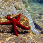 Kargicak Bay is home to Echinoderma, a true indicator of the purity of its waters. These organisms, unable to filter toxins or pollutants, thrive only in unspoiled environments.