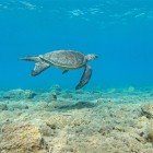One of the most fascinating aspects of Oren is that its beaches are nesting sites for Caretta caretta sea turtles, a protected marine species.