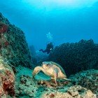 The presence of Caretta caretta makes Oren Bay even more special, reminding us how precious it is to protect marine ecosystems.