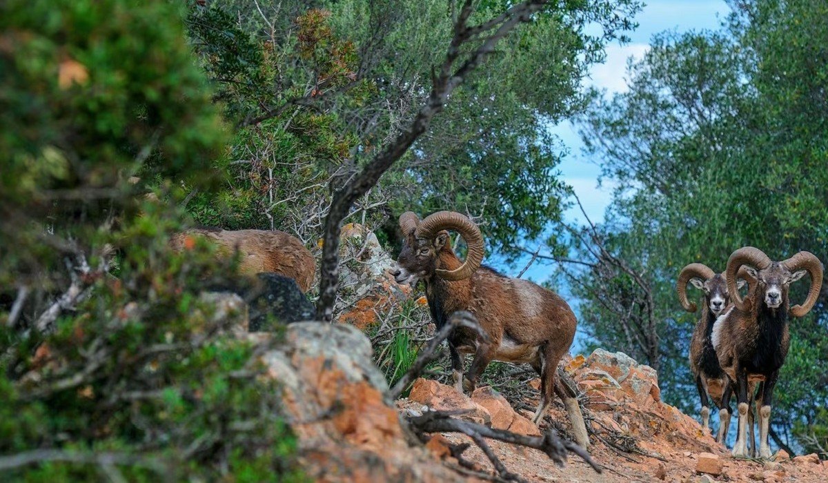 Arbatax Park Resort Le Ville del Parco - Nature park