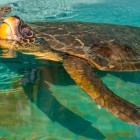 In Dalyan, on Iztuzu Beach, the first hospital (Deakamer) for Caretta Caretta turtles in Turkey is active.