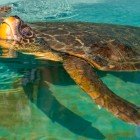 In Dalyan, on Iztuzu Beach, the first hospital (Deakamer) for Caretta Caretta turtles in Turkey is active.