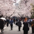 In the Yanaka district of Tokyo, people stroll beneath the cherry blossoms, celebrating Hanami, the ancient Japanese tradition of admiring the fleeting beauty of spring.