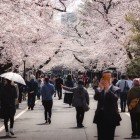 In the Yanaka district of Tokyo, people stroll beneath the cherry blossoms, celebrating Hanami, the ancient Japanese tradition of admiring the fleeting beauty of spring.