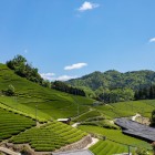 The green tea plantations in Uji, Kyoto, are renowned for the quality of their tea. Situated on the hills along the river, they offer breathtaking views and a centuries-old agricultural tradition.