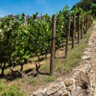 Clos Montmartre, hidden behind the Sacré-Cœur, is Paris' last urban vineyard. Since 1933 it has grown 1,500-1,800 vines with 30+ grape varieties, including Pinot Noir and Gamay.