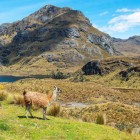 A llama in the Western Andes near Quito, Ecuador, surrounded by stunning mountain landscapes and the authentic charm of the Andean highlands.