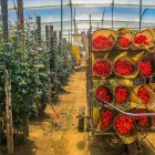 Visit a rose plantation in Ecuador, one of the country’s main exports: elegant, fragrant flowers thrive at the foot of the Andes in a truly unique landscape.