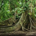Imposing buttress roots of a large tree in the tropical Amazon rainforest of Archidona, Ecuador, adorned with lush green vegetation growing upon them.