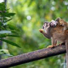 Ecuadorian squirrel monkey (Saimiri cassiquiarensis macrodon) mother eating a banana with a baby on her back, at an ecolodge in Archidona, Ecuador.