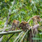 Ecuadorian squirrel monkeys (Saimiri cassiquiarensis macrodon), a mother with her babies in Archidona, Ecuador.