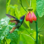Golden-tailed sapphire (Chrysuronia oenone), a splendid hummingbird with vibrant colors native to the Andean slopes of South America, spotted in Sumaco Park, Ecuado