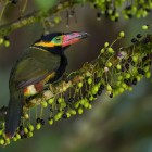 The Golden-collared Toucanet (Selenidera reinwardtii), an elegant and shy inhabitant of the South American forests, enchants with its brilliant colors at Wild Sumaco, Ecuador.