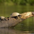 Sani Island, Napo River, upper Amazon Basin in Ecuador: giant Amazon turtles (Podocnemis expansa) emerge on a branch between the waters and the forest.