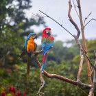 Scarlet macaws at Jungle Lodge Jardín Alemán, on the banks of the Misahuallí River in Tena Canton, Napo Province, in the heart of the Ecuadorian Amazon.