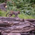Misahuallí, Ecuador: a lively baby capuchin monkey plays among the trees of the Amazon village, while the little ones jump and run freely in the forest.