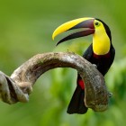 A toucan with a chestnut beak and a bright yellow breast perches on a branch of the Amazon rainforest along the Napo River, in Tena Province, Ecuador.