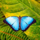 A stunning Blue Morpho butterfly (Morpho menelaus) rests on a tropical leaf along the Misahuallí River, in the lush province of Napo, Ecuador.
