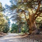 The cedar forest of Azrou in the Middle Atlas amazes with centuries-old trees, scenic trails, and peaceful atmospheres amid nature and tradition.