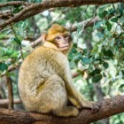 In the cedar forest of Azrou live the Barbary monkeys, curious and lively, who approach visitors offering a unique spectacle.