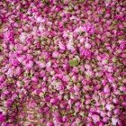 Every spring, the Rose Festival celebrates the harvest in the Valley of Roses, amid intense fragrances, local traditions, and spectacular colors.