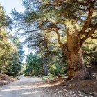 The cedar forest of Azrou in the Middle Atlas amazes with centuries-old trees, scenic trails, and peaceful atmospheres amid nature and tradition.