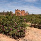 In the Valley of Roses, fragrant hand-cultivated rose gardens stretch across the landscape, tinting it pink and sustaining a long tradition of perfumery.