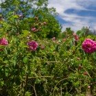 Lush roses in Kelaat M’Gouna, the heart of the Valley of Roses, spread intense fragrances in a landscape of colors and centuries-old Moroccan traditions.
