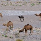 In Alnif, along a dry riverbed, you can admire magnificent camels grazing among sand and rocks, creating a striking scene of the Moroccan desert.