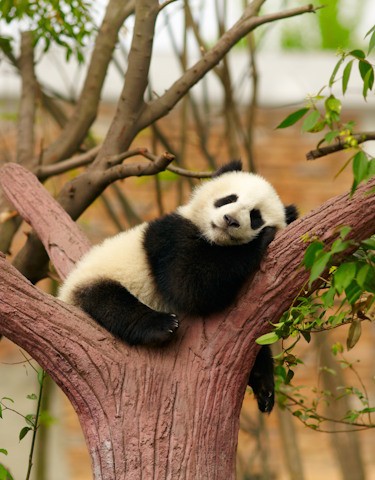 10-day China tour with Chengdu