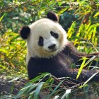 Chengdu panda eating bamboo, an icon of Sichuan wildlife and the protection of native species.