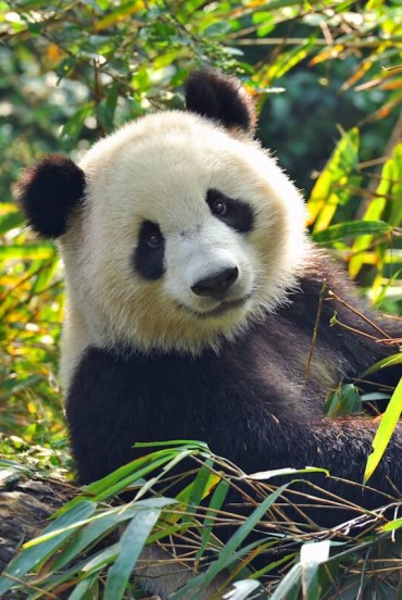 A panda in Chengdu feeds on bamboo in its protected habitat, symbolizing lush nature and efforts to preserve this unique species.